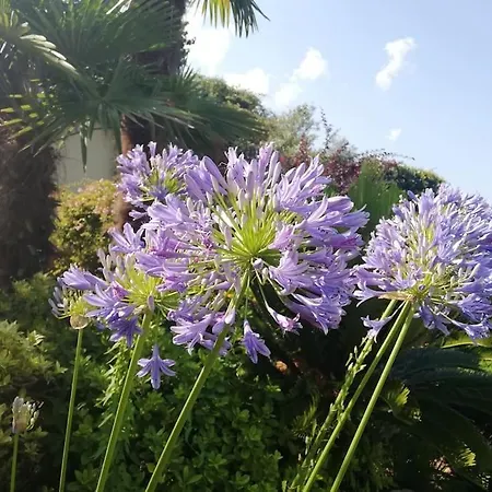 Olive Tree Bay Lefokastro