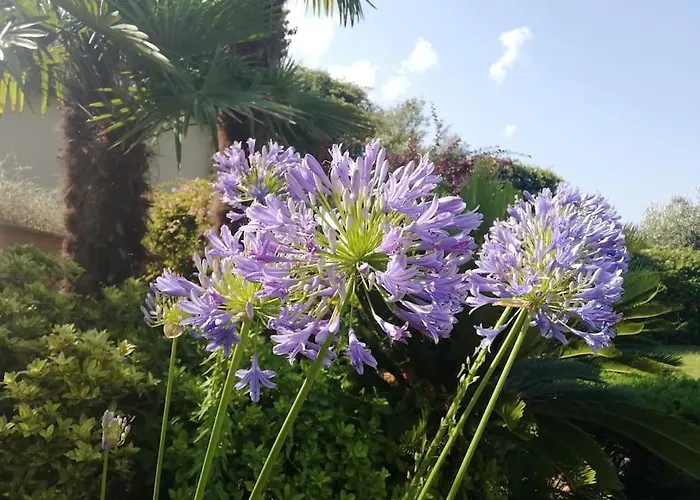 Olive Tree Bay 莱福卡斯特龙